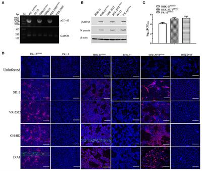 Identification of MYH9 Key Domain Involved in the Entry of PRRSV Into Permissive Cells